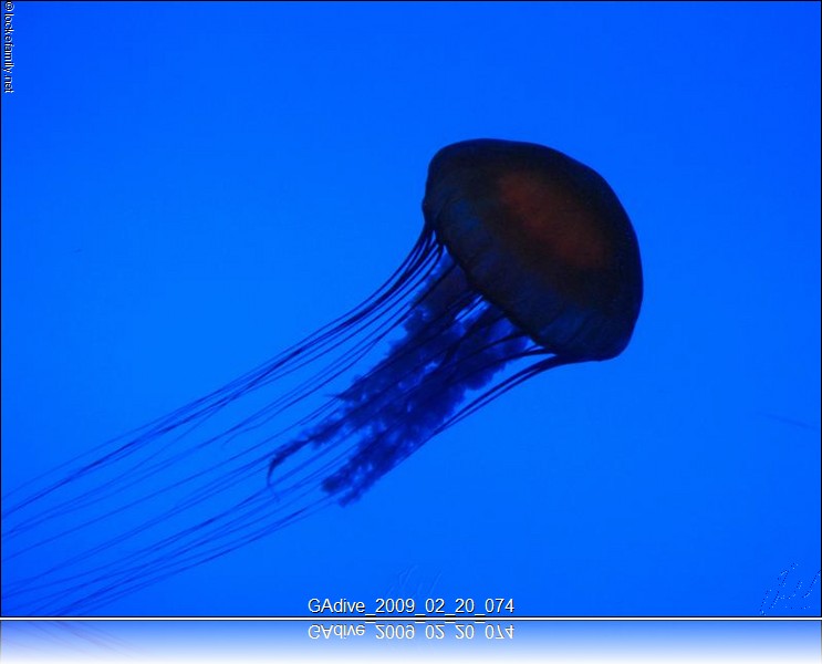 GAdive_2009_02_20_074.JPG